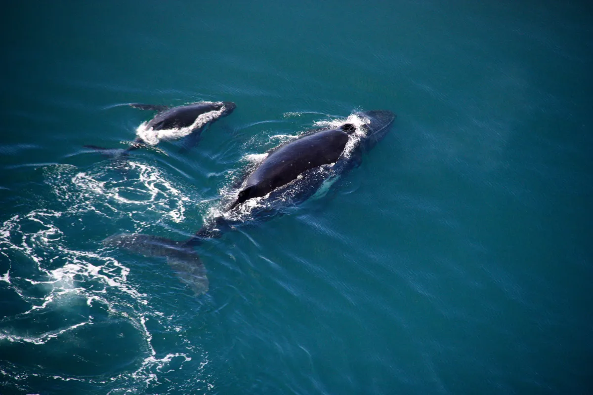 First global navigational aid to protect whales introduced