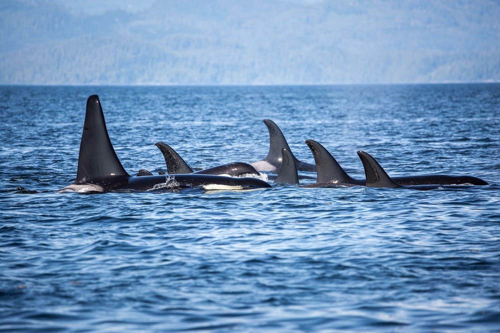 Canada issues 2024 bulletin on protecting killer whales